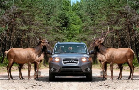 omega wildlife park canada